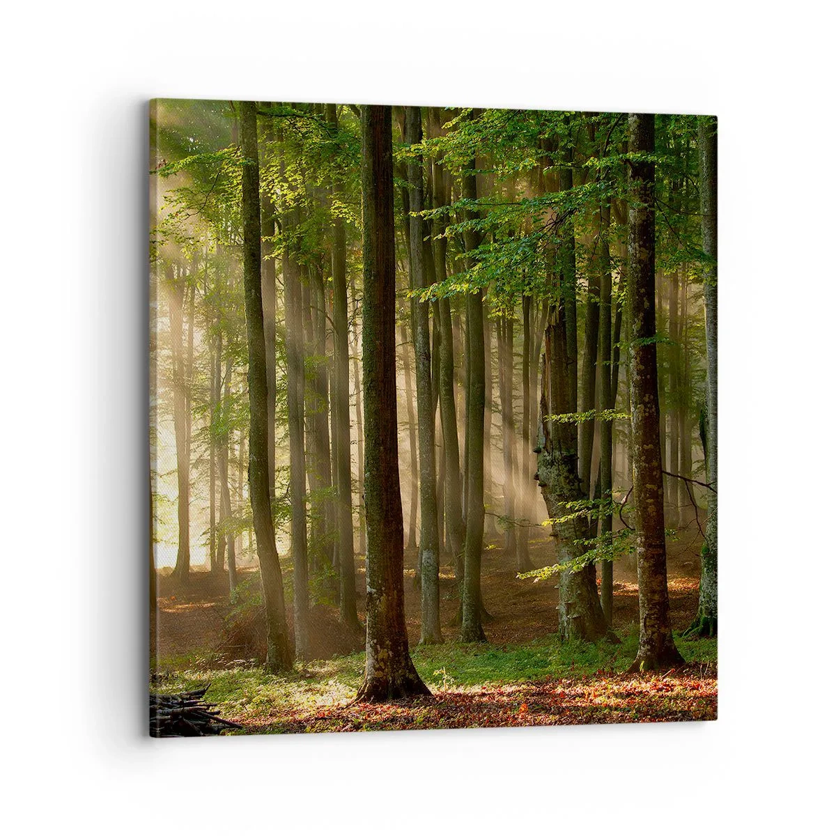 Tablou pe pânză - Strălucitoare într-o dimineață de primăvară - 70x70 cm
