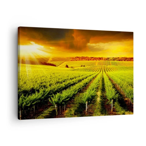 Tablou pe pânză Canvas - Podgorii aurii iluminate de razele soarelui - 70x50cm - Sub soarele australian - Decorațiune modernă pentru perete pentru living și dormitor ARTTOR