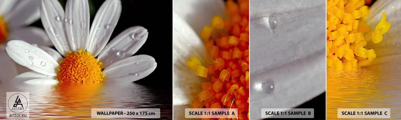 Mostră de Tapet Standard Eco - Răsăritul soarelui al Margaretei - Floare, Muşeţel, Natură - 100x30 cm