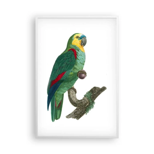 Poster în ramă albă - Portret de papagal - 61x91 cm