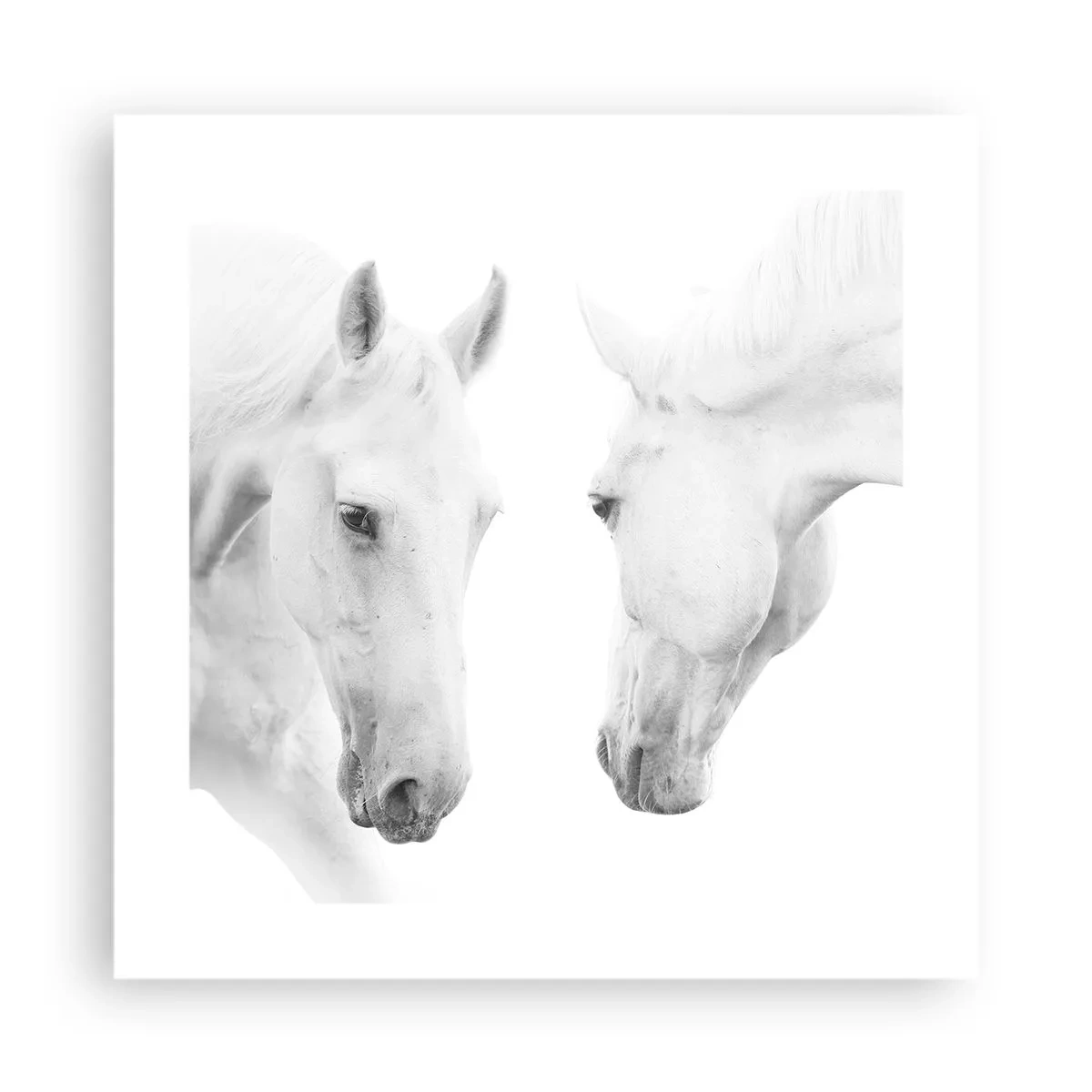 Poster - Este aceasta o prietenie...? - 40x40 cm