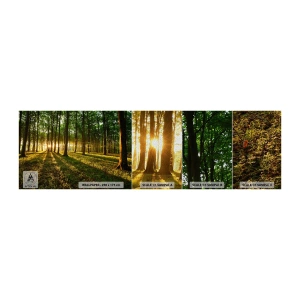 Mostră tapet Premium Sand - Fotografia tuturor primăverilor - Peisaj, pădure, Natură - 100x30 cm