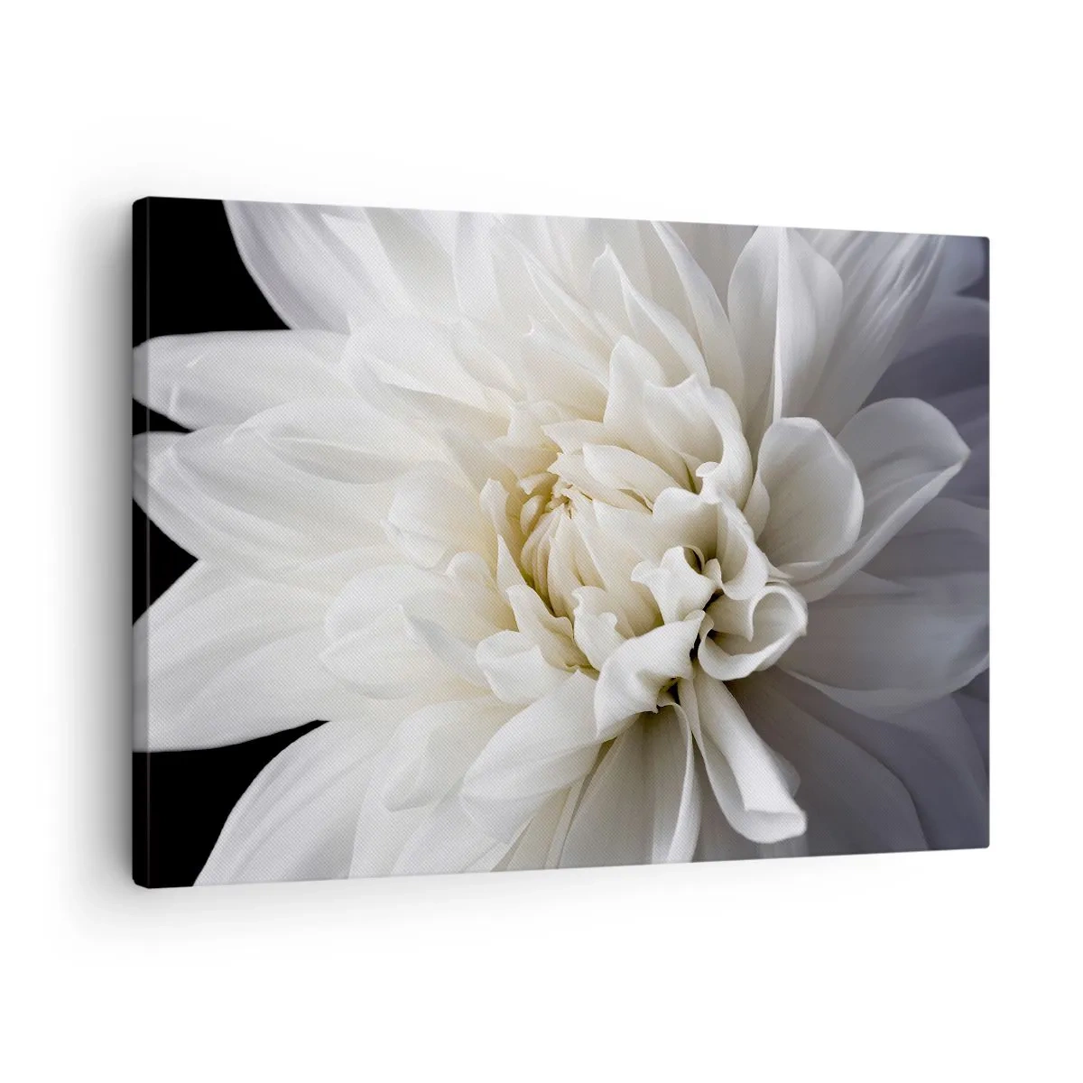 Tablou pe pânză Canvas - O floare albă delicată pe fundal negru, într-o compoziție elegantă - 70x50cm - Dimineața miresei - Decorațiune modernă pentru perete pentru living și dormitor ARTTOR