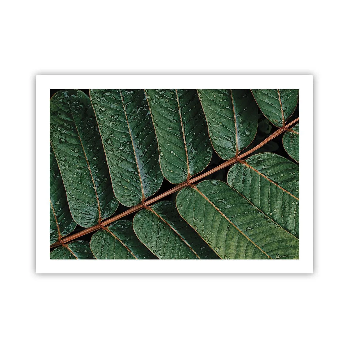 Poster - Într-un ritm verde - 70x50 cm