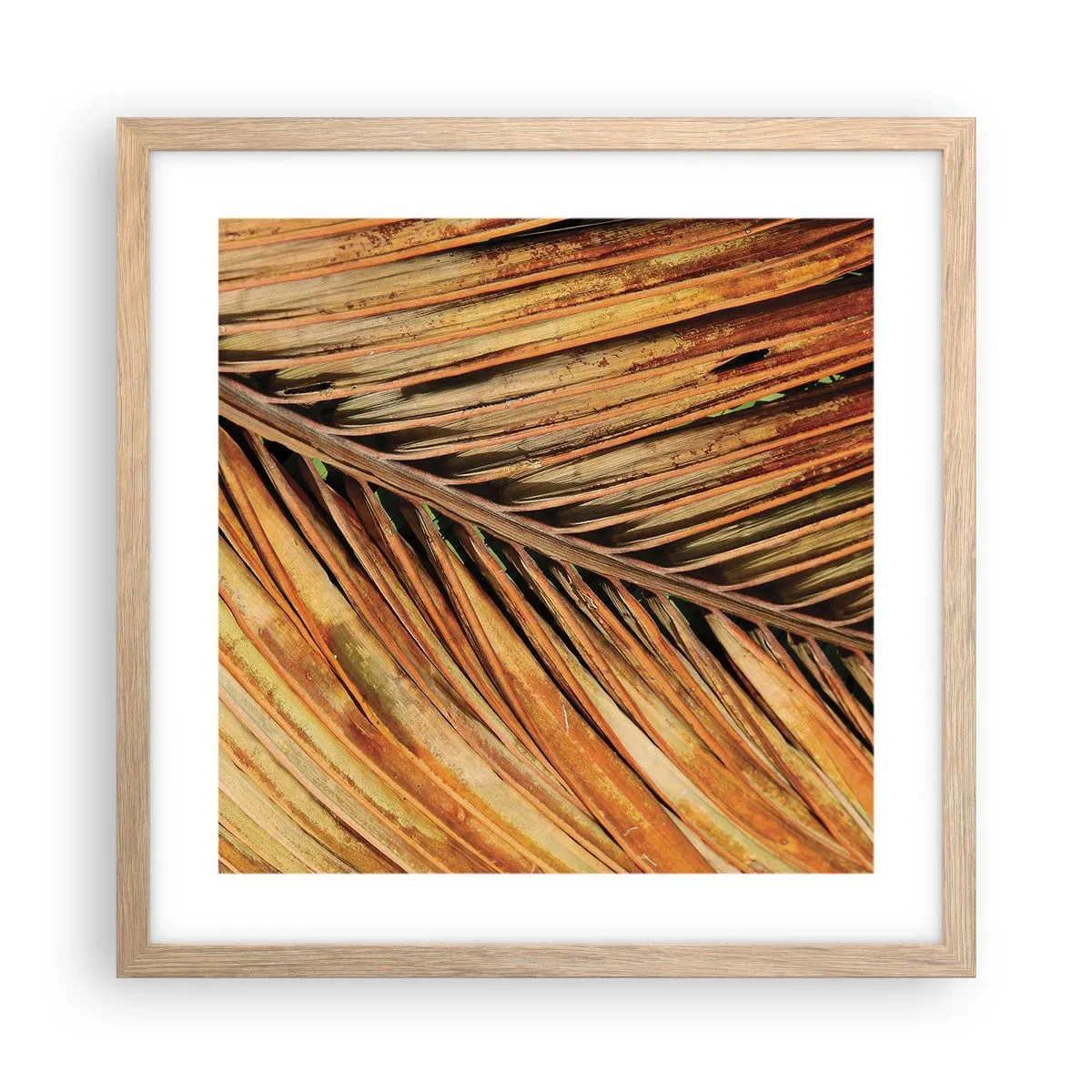 Poster în ramă de stejar deschis - Aur de nucă de cocos - 40x40 cm