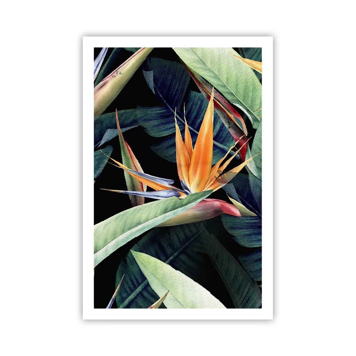 Poster - Florile de flacără ale tropicelor - 61x91 cm