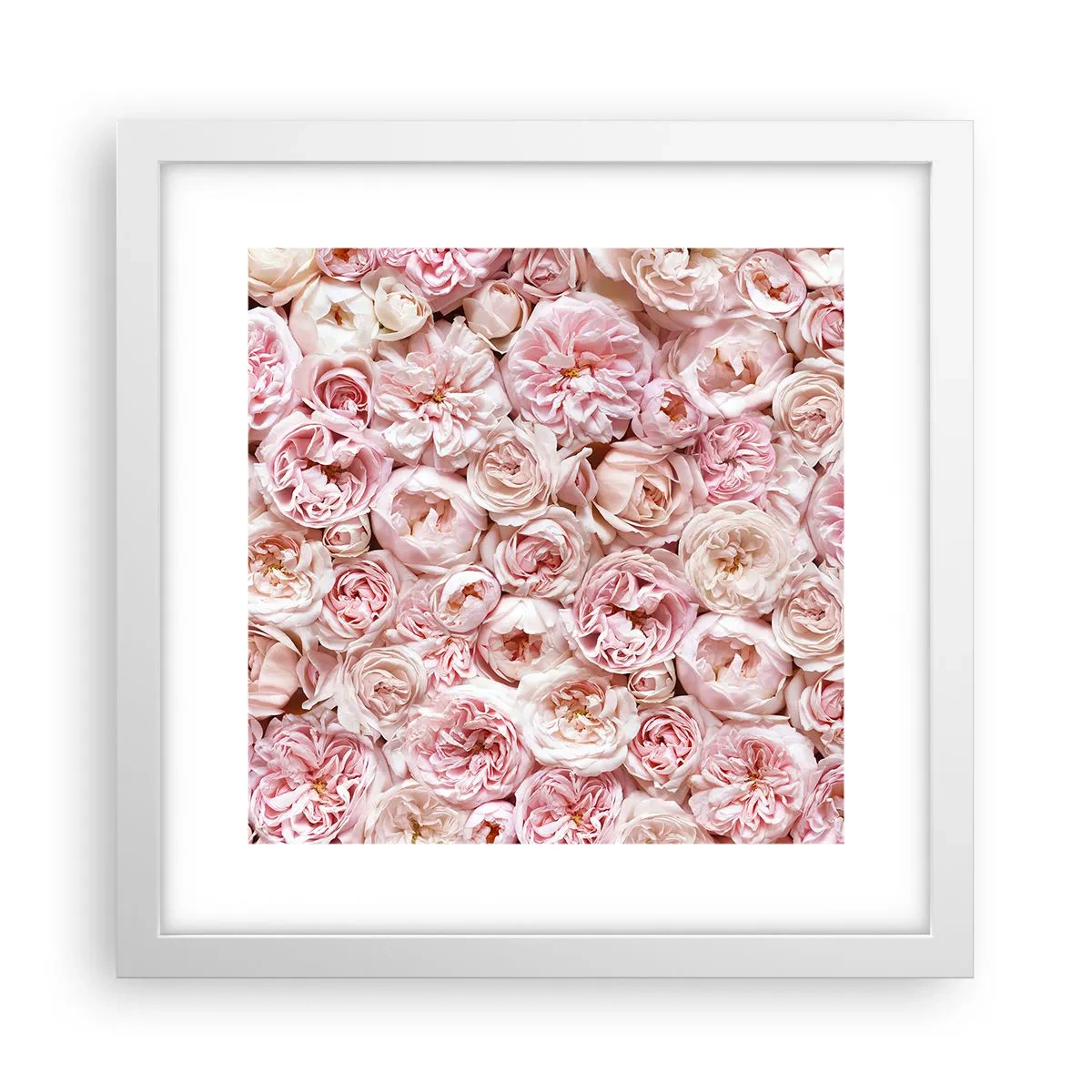 Poster în ramă albă - Presărat cu trandafiri - 30x30 cm