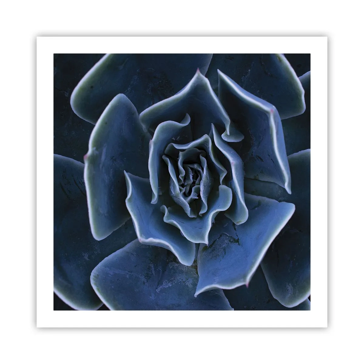 Poster - Floare de deșert - 60x60 cm