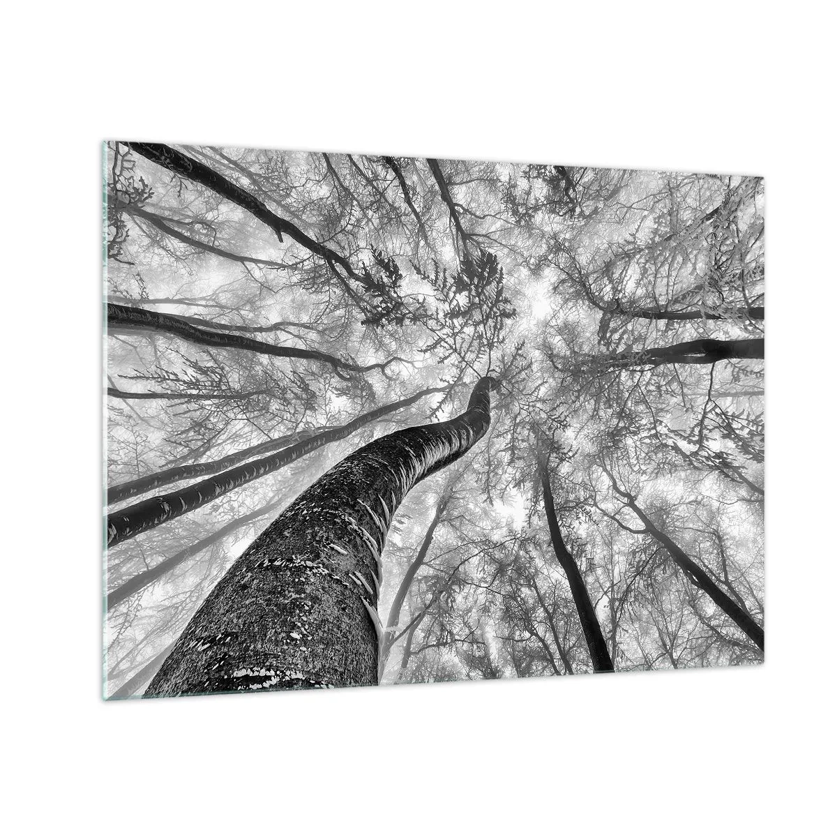 Tablou pe sticlă - Copaci alb-negru fotografiați de jos spre cer - 70x50cm - Cursa spre lumină - Decorațiune modernă pentru perete pentru living și dormitor ARTTOR
