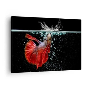 Tablou pe pânză Canvas - Un betta magnific în apă pe un fundal întunecat - 70x50cm - Aveți trei dorințe - Decorațiune modernă pentru perete pentru living și dormitor ARTTOR