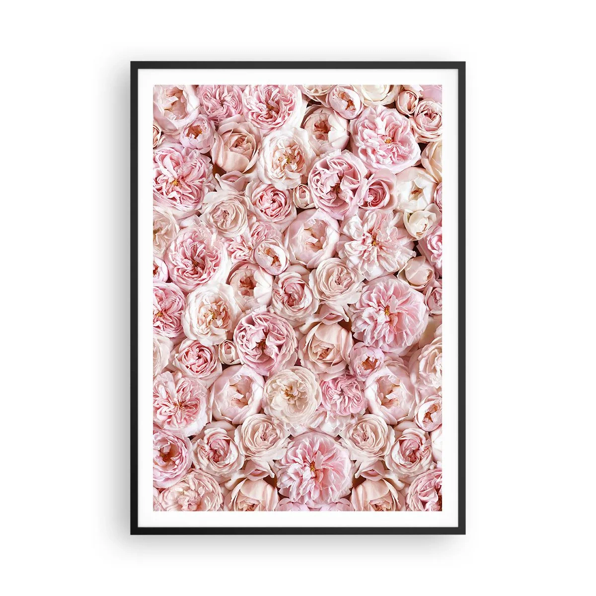 Poster în ramă neagră - Presărat cu trandafiri - 70x100 cm