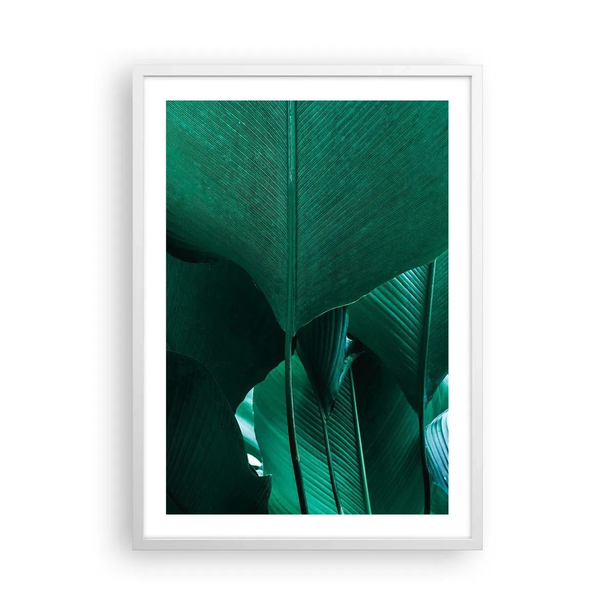 Poster în ramă albă - Cu frunza la lumină - 50x70 cm