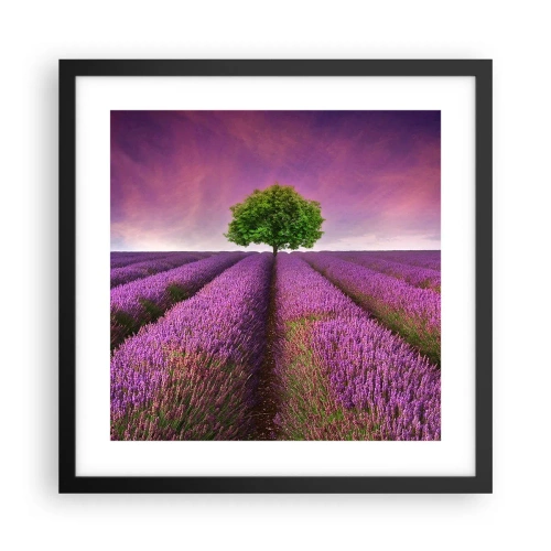 Poster în ramă neagră - În câmpurile de lavandă - 40x40 cm