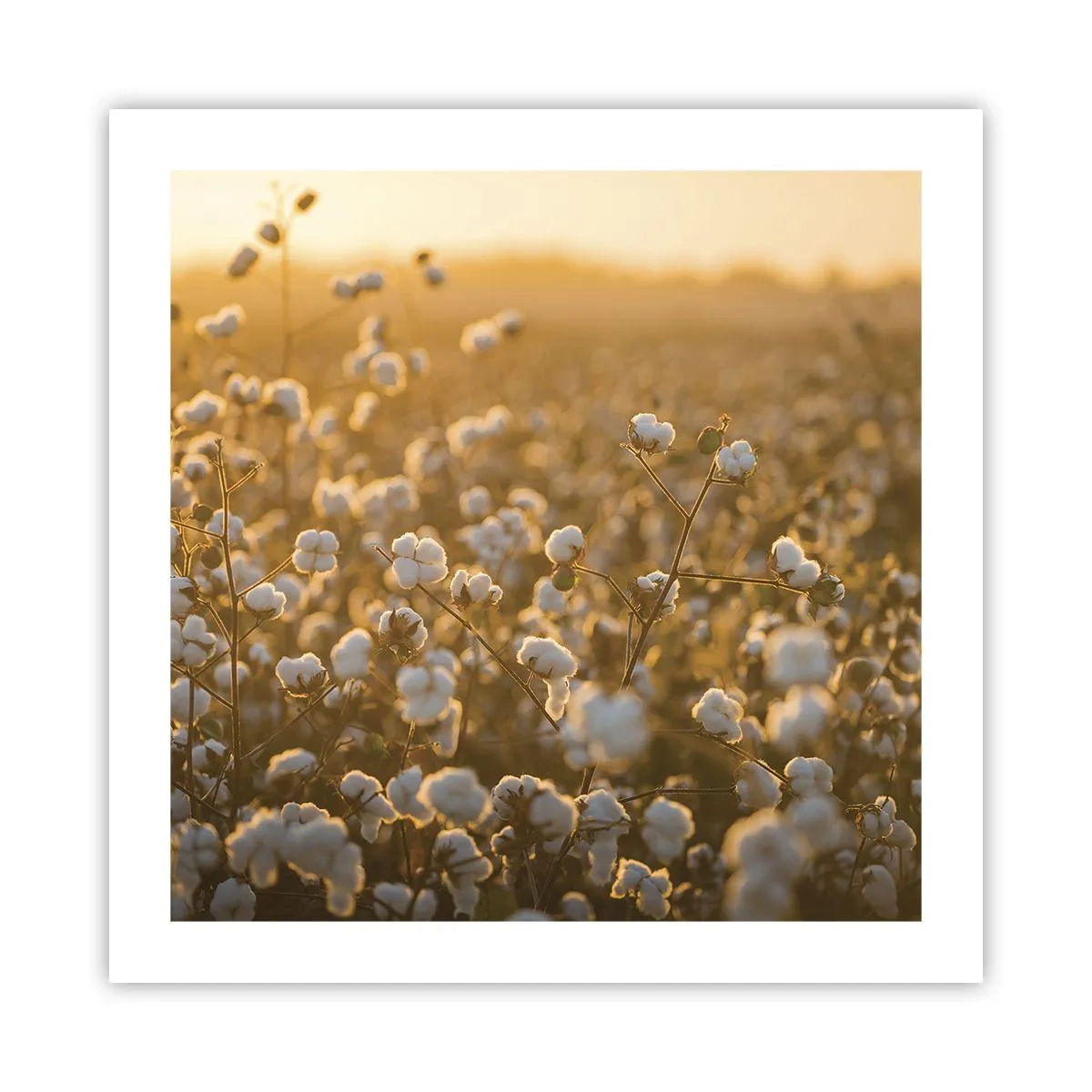 Poster - Câmp pufos - 50x50 cm