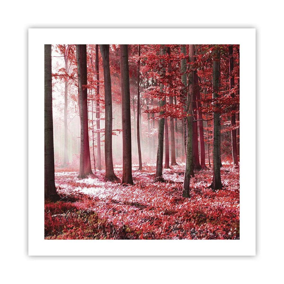 Poster - Roșie este la fel de frumoasă - 50x50 cm