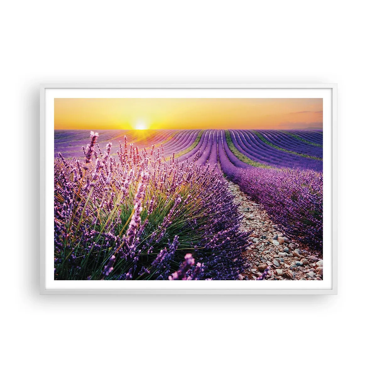 Poster în ramă albă - Câmpul parfumat - 100x70 cm