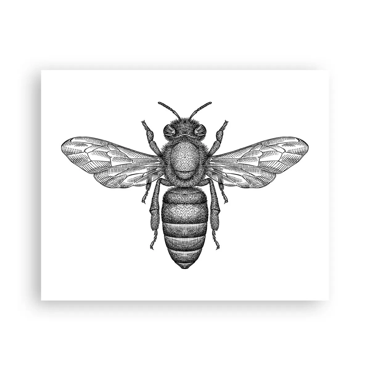 Poster - Portret de insectă - 50x40 cm