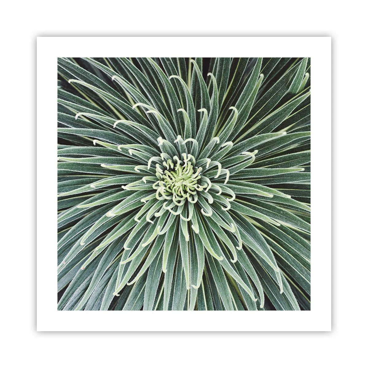 Poster - Nașterea unei stele - 50x50 cm