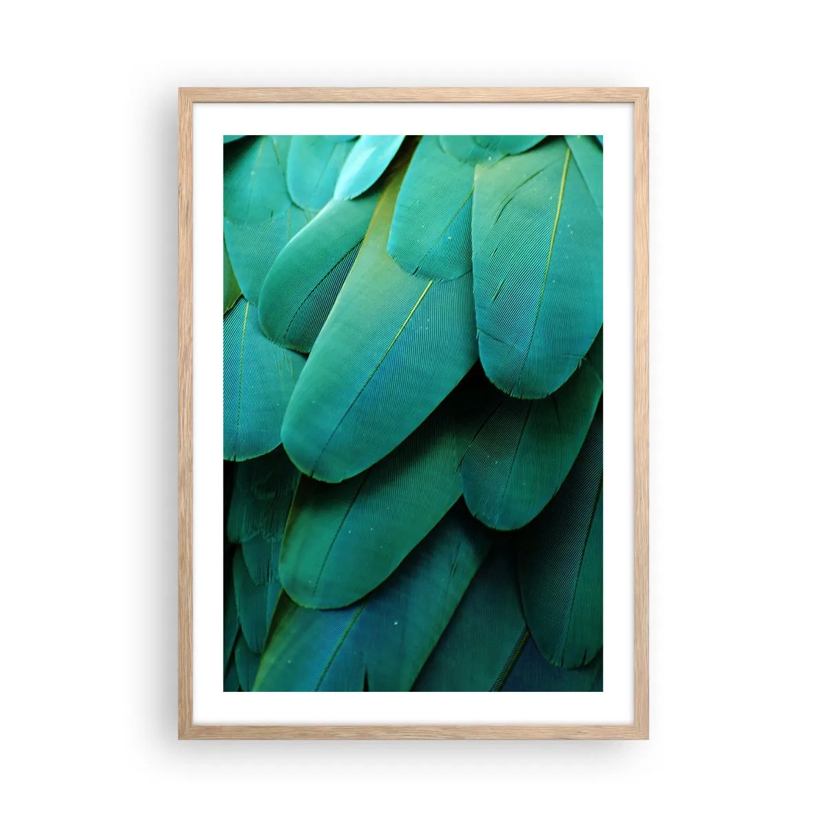 Poster în ramă de stejar deschis - Precizia naturii papagalicești - 50x70 cm