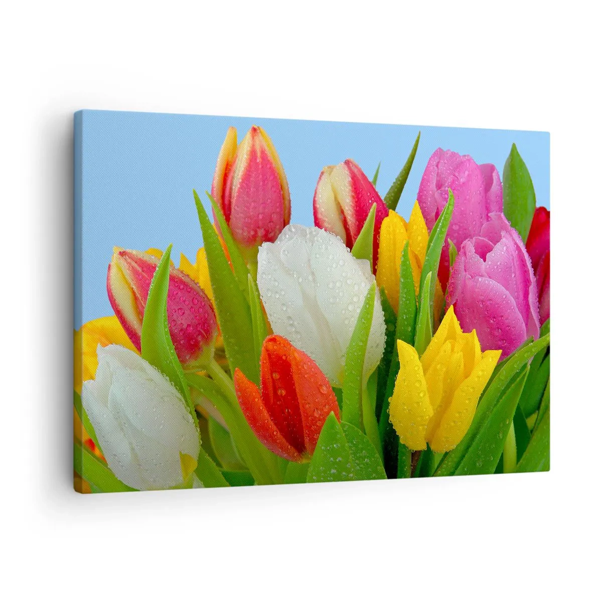 Tablou pe pânză Canvas - Lalele colorate acoperite cu picături de rouă pe un fundal albastru - 70x50cm - Un curcubeu floral în picături de rouă - Decorațiune modernă pentru perete pentru living și dormitor ARTTOR