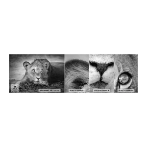 Mostră tapet autocolant Deluxe Sticker - Pisicuța regală - Animale, Leu, alb-negru - 100x30 cm