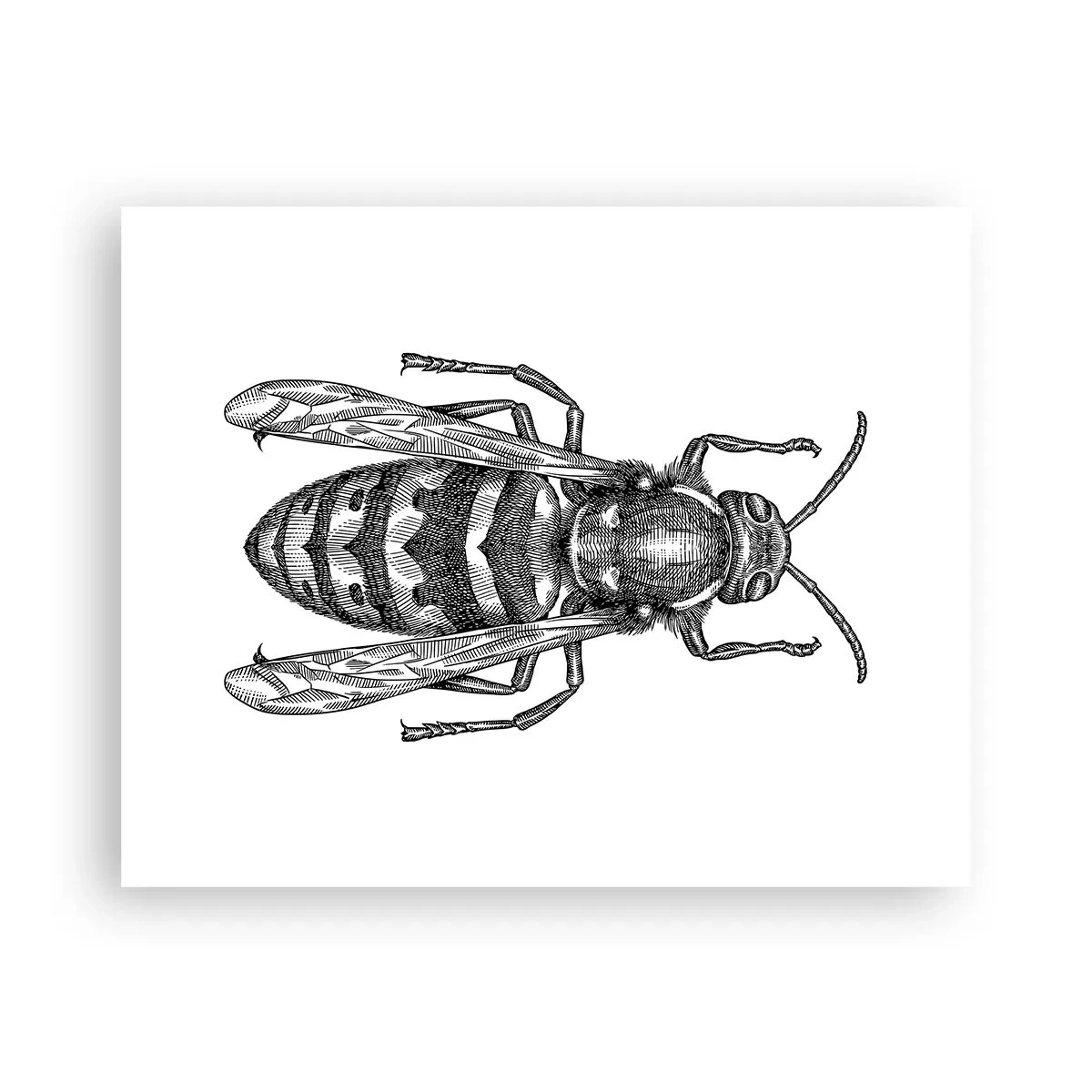 Poster - De pe o planetă de insecte - 50x40 cm