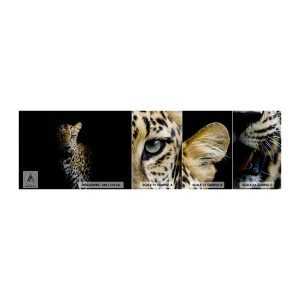 Mostră de Tapet Standard Eco - Frumusețe întunecată - Animale, leopard, Pisica sălbatică - 100x30 cm
