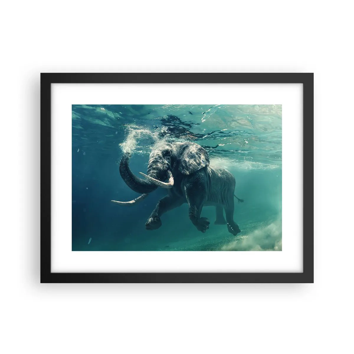 Poster în ramă neagră - Tuturor le place să înoate - 40x30 cm