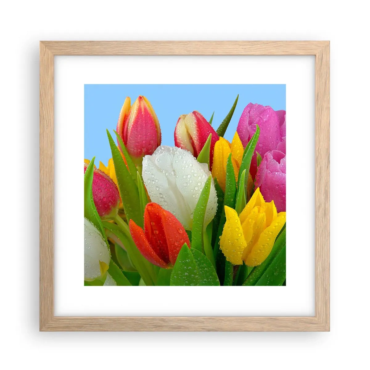 Poster în ramă de stejar deschis - Un curcubeu floral în picături de rouă - 30x30 cm