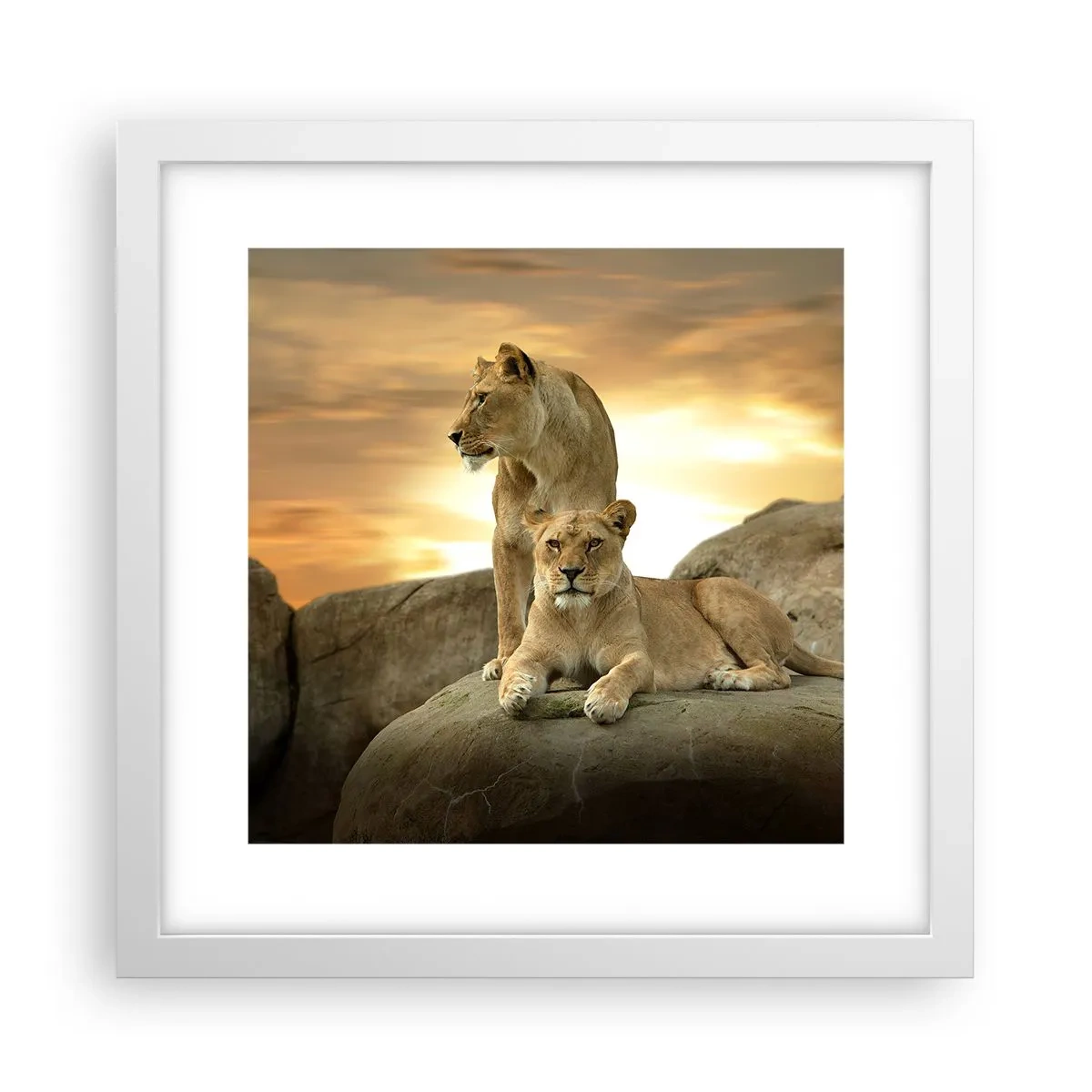 Poster în ramă albă - Maiestate regală - 30x30 cm