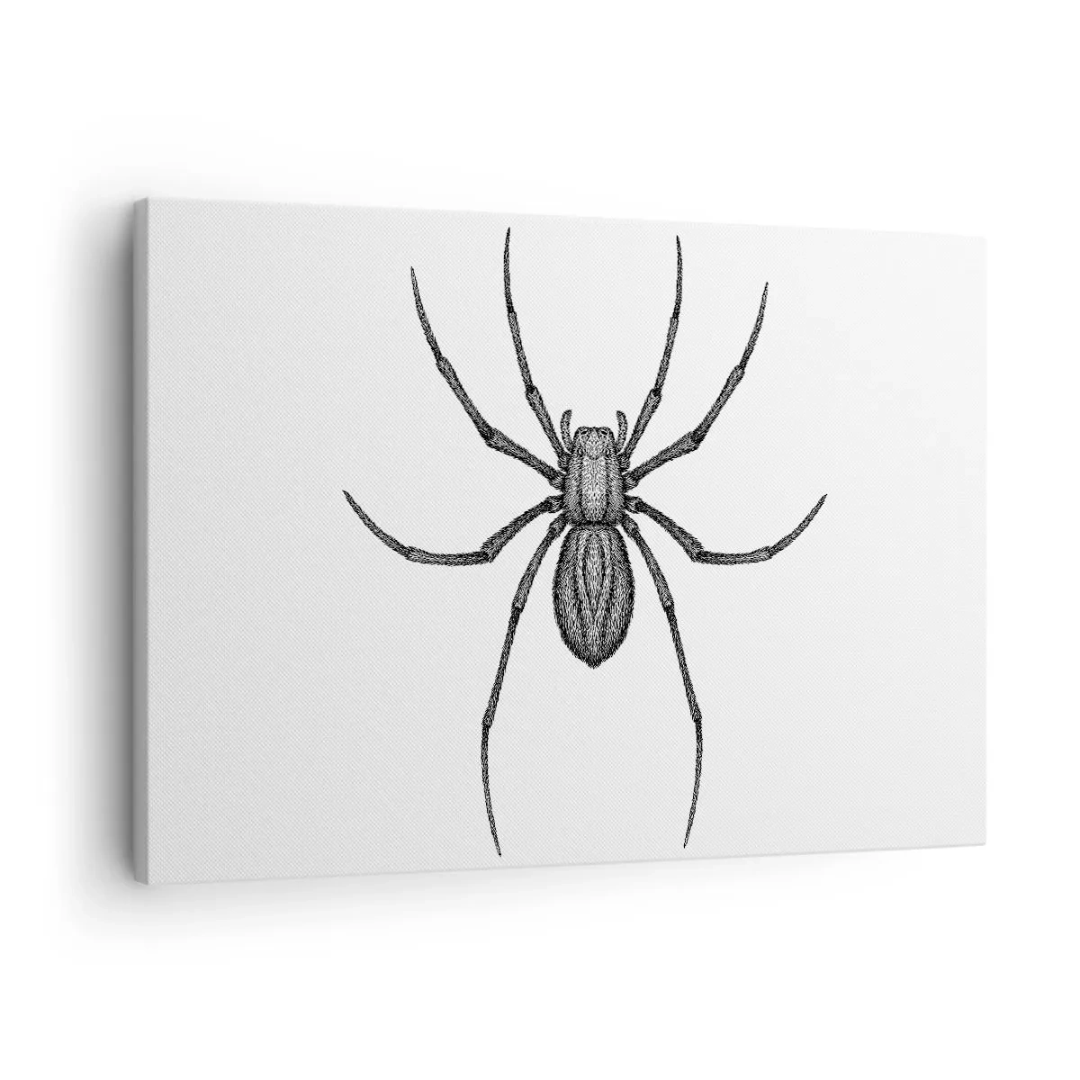 Tablou pe pânză Canvas - Detaliu al unui păianjen pe fundal alb în stil desen animat - 70x50cm - Precizie tulburătoare - Decorațiune modernă pentru perete pentru living și dormitor ARTTOR