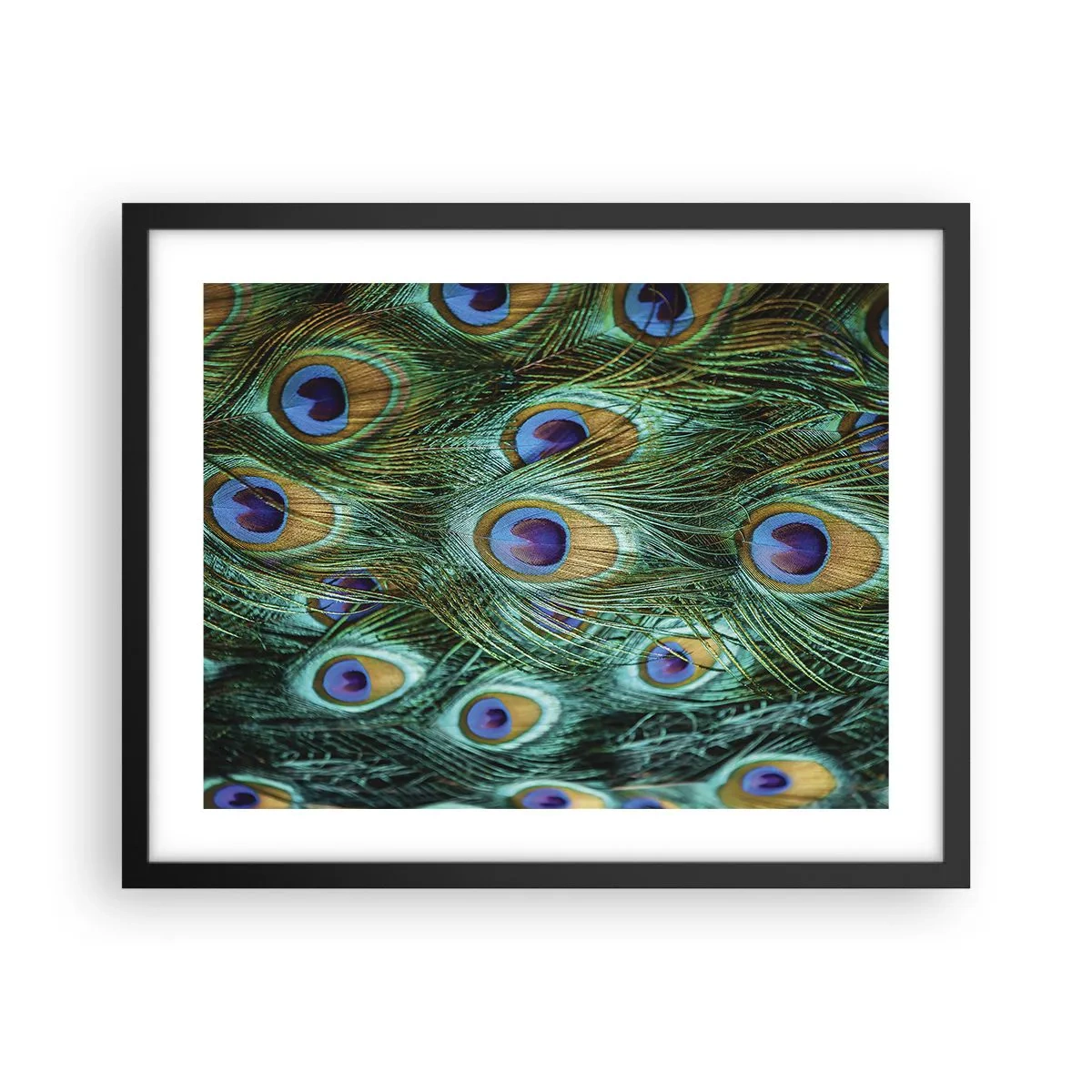Poster în ramă neagră - O privire cu ochi de păun - 50x40 cm