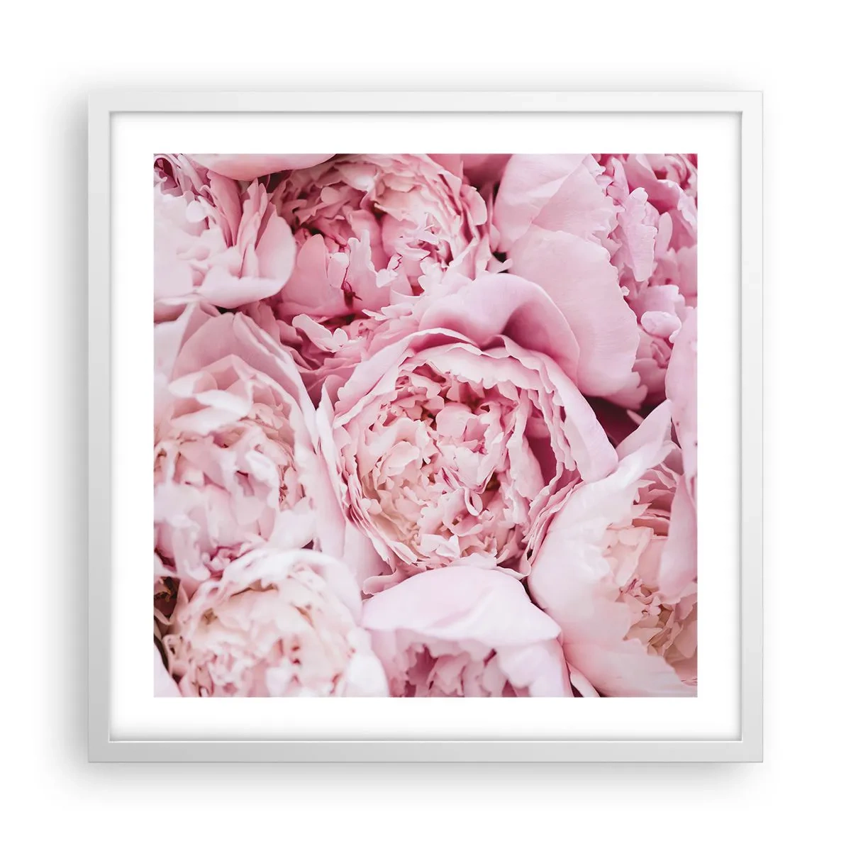 Poster în ramă albă - Îmbrățișate și parfumate - 50x50 cm