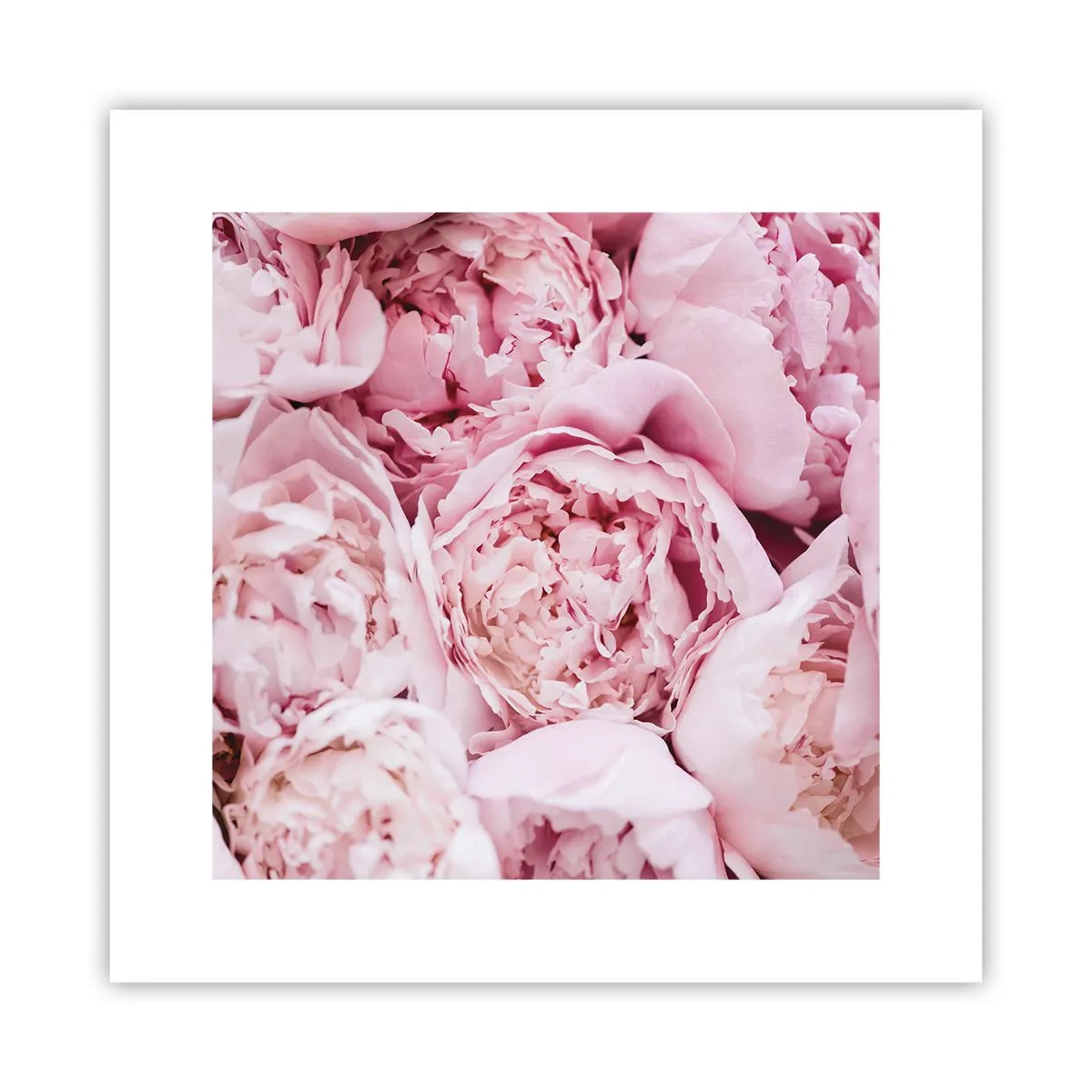 Poster - Îmbrățișate și parfumate - 30x30 cm