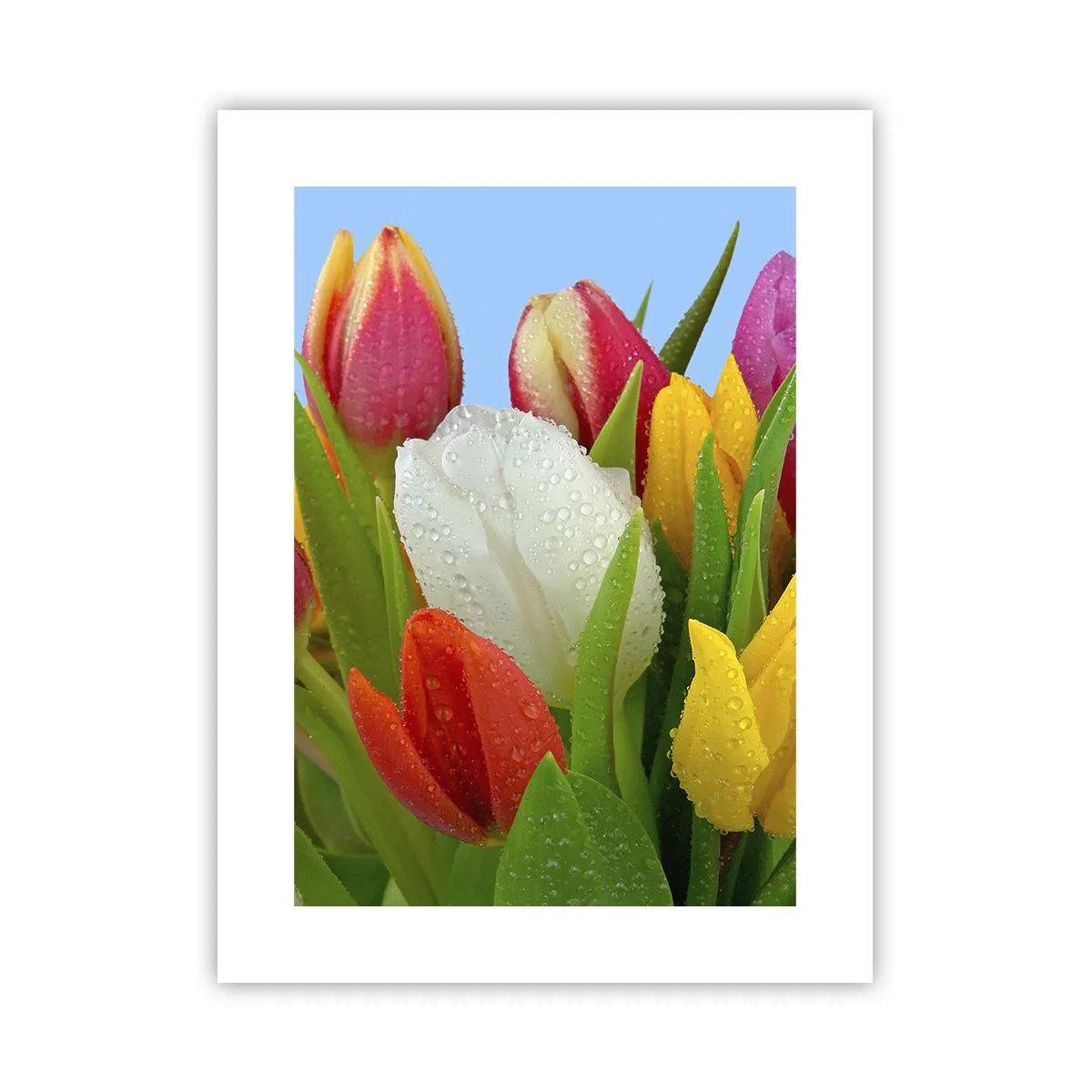 Poster - Un curcubeu floral în picături de rouă - 30x40 cm