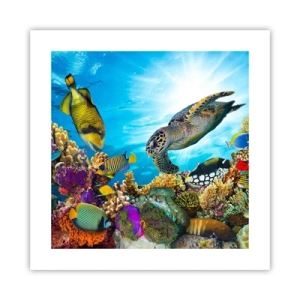 Poster - Promenada de corali - 40x40 cm