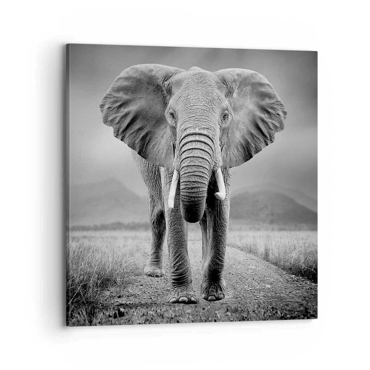 Tablou pe pânză - Gazda te salută - 70x70 cm