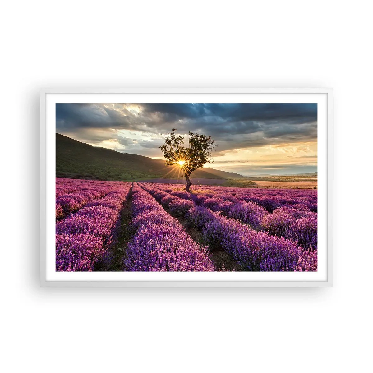 Poster în ramă albă - Aroma în liliac - 91x61 cm