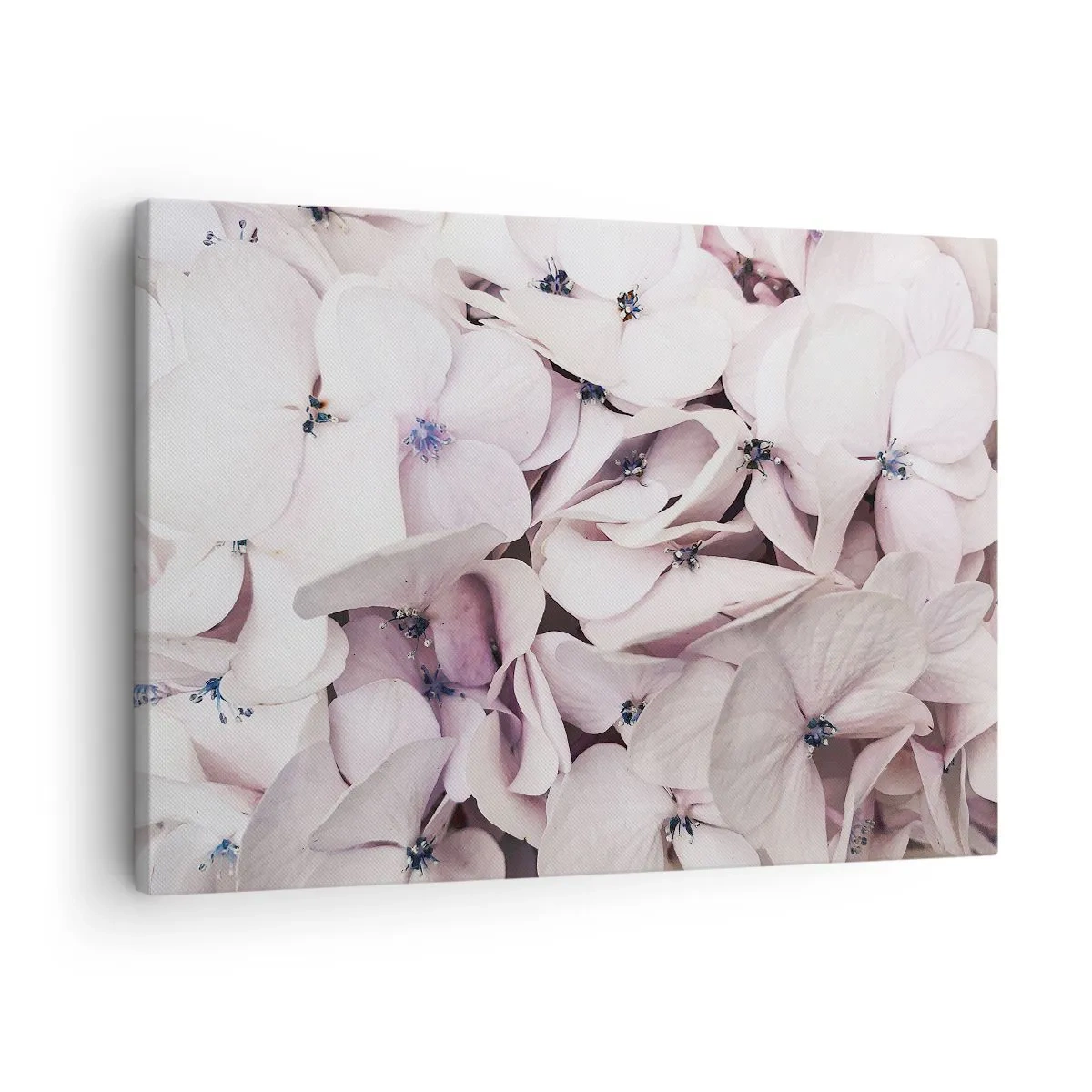Tablou pe pânză Canvas - Hortensii albe delicate în nuanțe pastelate - 70x50cm - Într-un potop de flori - Decorațiune modernă pentru perete pentru living și dormitor ARTTOR