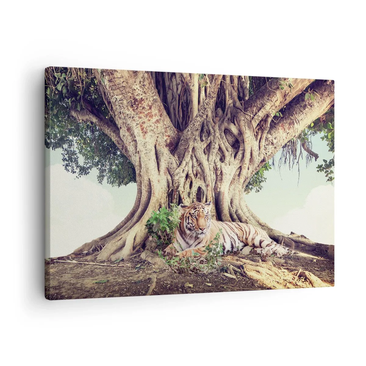 Tablou pe pânză Canvas - Un tigru care se odihnește sub un copac întins - 70x50cm - O perspectivă din Geneză - Decorațiune modernă pentru perete pentru living și dormitor ARTTOR