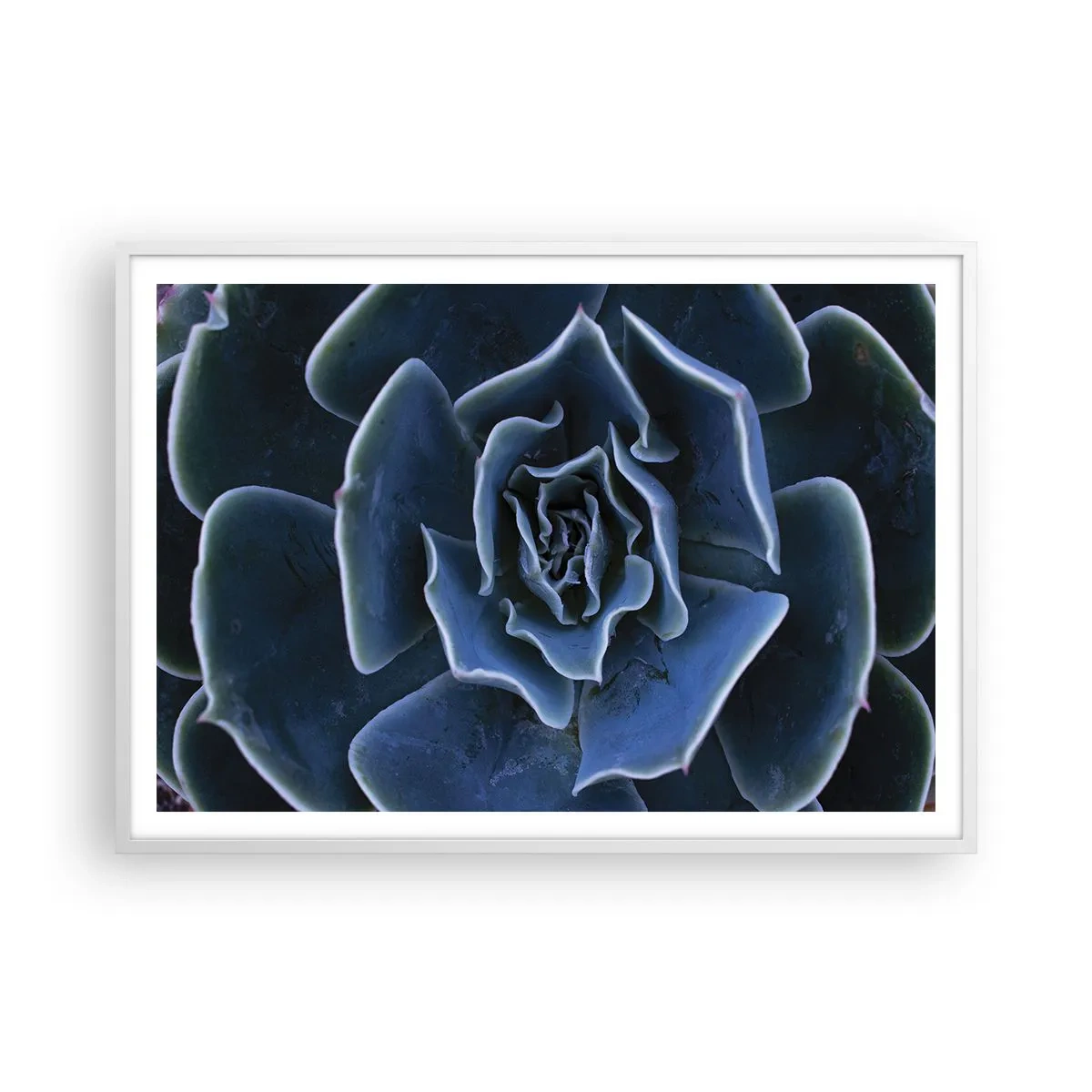 Poster în ramă albă - Floare de deșert - 100x70 cm