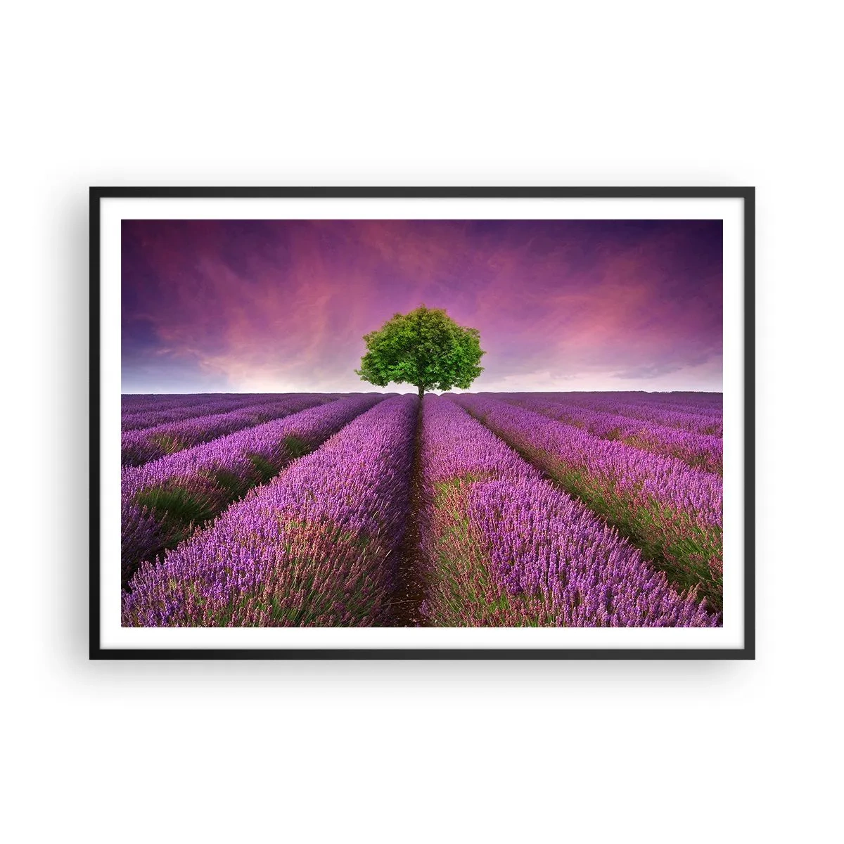 Poster în ramă neagră - În câmpurile de lavandă - 100x70 cm