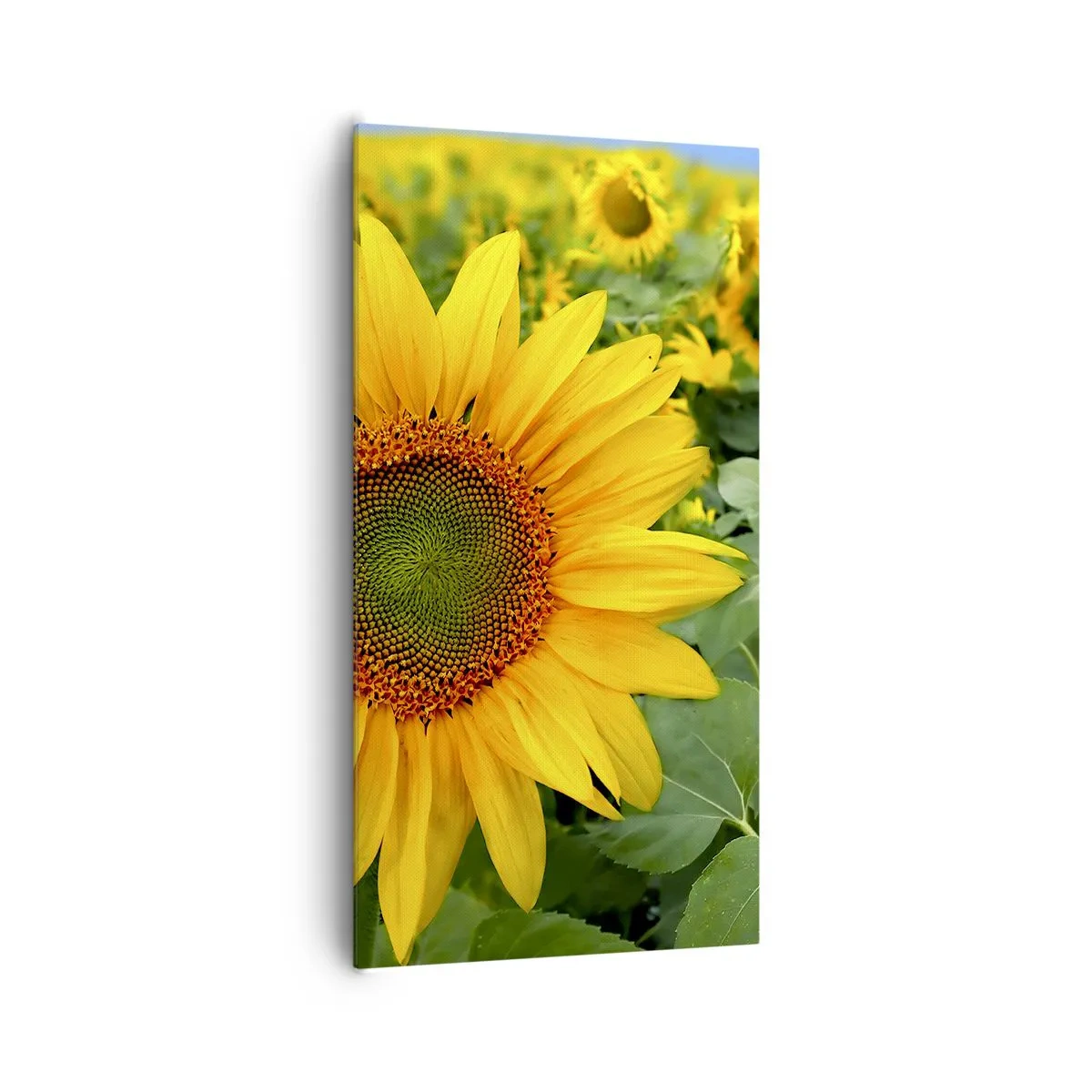 Tablou pe pânză - Sute de sori se aprind în flăcări - 65x120 cm