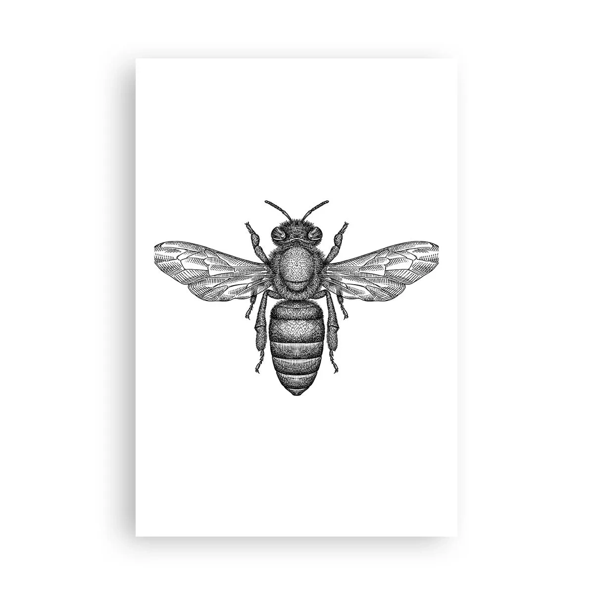 Poster - Portret de insectă - 61x91 cm