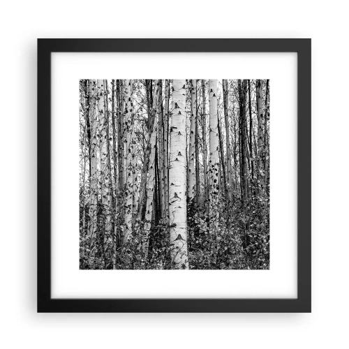 Poster în ramă neagră - Coloane de mesteacăn - 30x30 cm