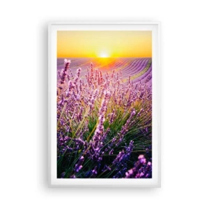 Poster în ramă albă - Câmpul parfumat - 61x91 cm