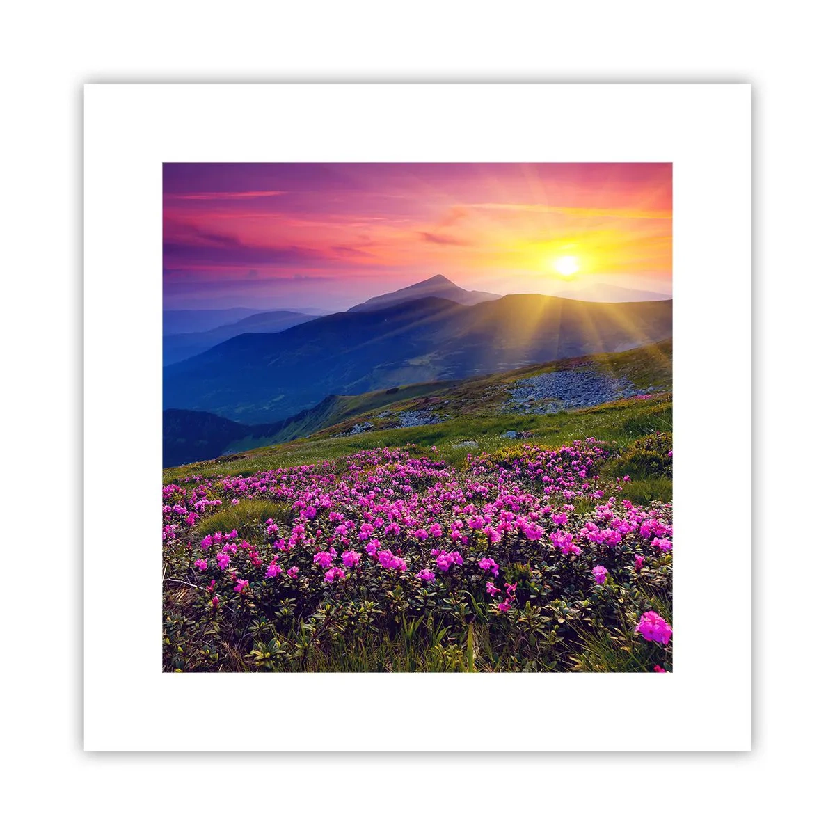 Poster - ... Și peste tot în jur se simte un miros de jneapăn și parfum de ierburi... - 30x30 cm
