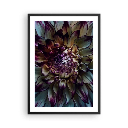 Poster în ramă neagră - Fotografie macro cu dalii închise la culoare în nuanțe de violet și auriu - 50x70cm - Înflorirea tinereții - Decorațiune modernă pentru perete pentru living și dormitor ARTTOR