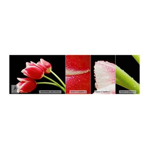 Mostră tapet Premium Canvas - Promisiunea unei iubiri pure - Flori, Lalele, Natură - 100x30 cm
