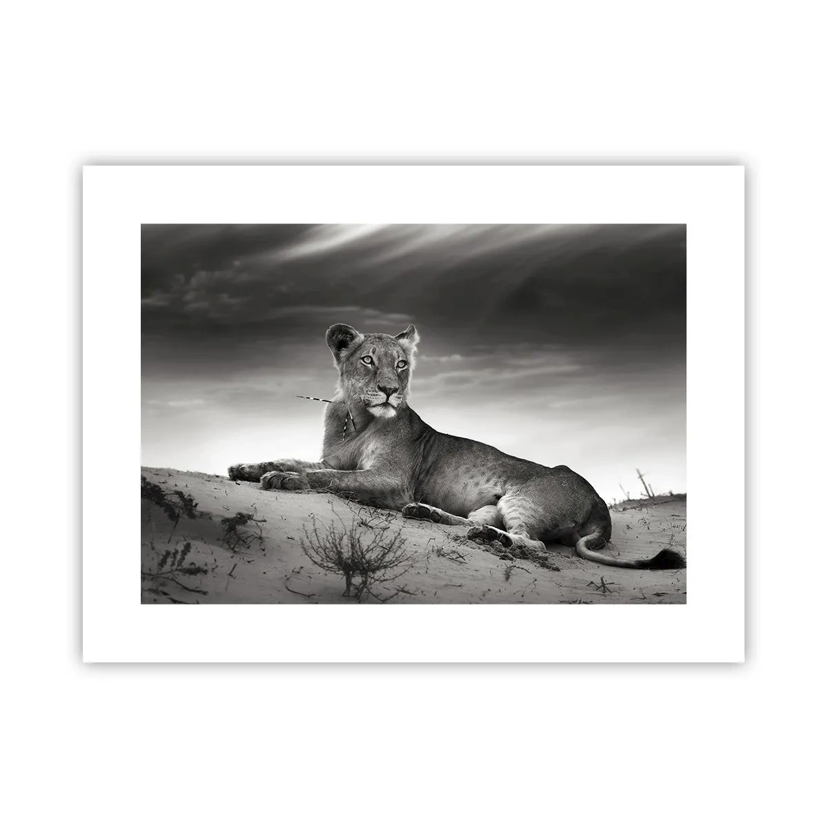 Poster - Odihna reginei deșertului - 40x30 cm